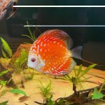 Marlboro Red Panda Discus photo review