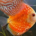 Marlboro Red Panda Discus photo review