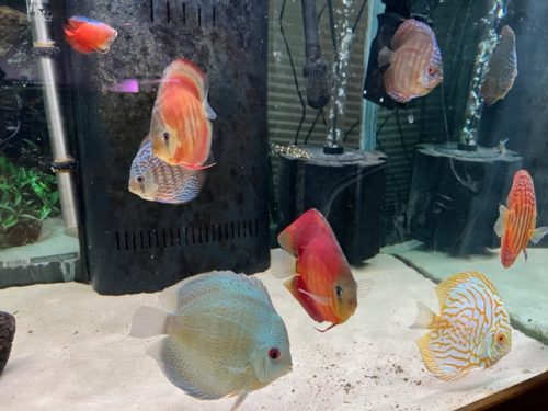 Yellow Pigeon Blood Discus photo review