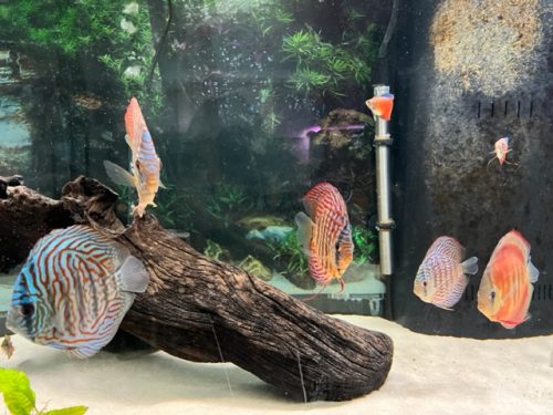 Brilliant Blue Turquoise Discus, Thick-Lined photo review