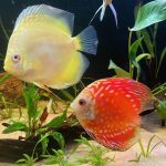 Marlboro Red Panda Discus photo review