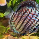 German Red Turquoise Discus, Blue Base photo review