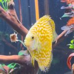 Golden Pearl Pigeon Snakeskin Discus photo review