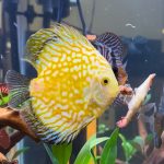 Golden Pearl Pigeon Snakeskin Discus photo review