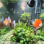 Marlboro Red Panda Discus photo review