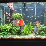 German Red Turquoise Discus, Red Base photo review