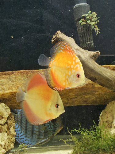 Classic San Merah Discus photo review