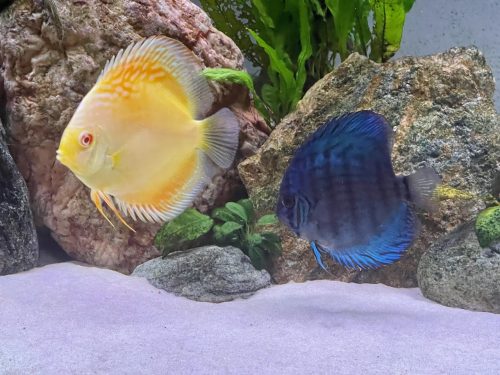 Penang Blue Knight Discus photo review