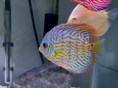 Penang Blue Knight Discus photo review