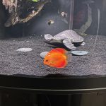 Marlboro Red Panda Discus photo review