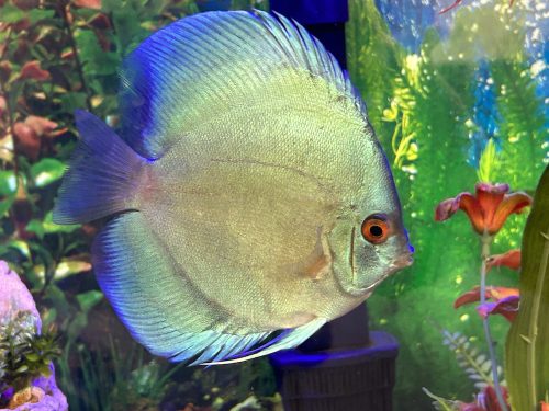 Neon Sapphire Discus photo review