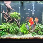 German Red Turquoise Discus, Red Base photo review