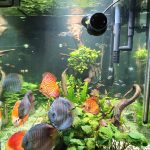 Super Eruption Discus, Blue Base photo review