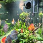 Large Wild Orinoco Altum Angel Fish Cichlid 3" photo review