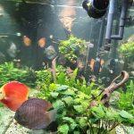 Super Eruption Discus, Blue Base photo review