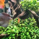 Super Eruption Discus, Blue Base photo review