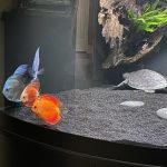 Marlboro Red Panda Discus photo review