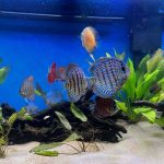 German Red Turquoise Discus, Blue Base photo review