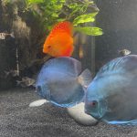 Marlboro Red Panda Discus photo review