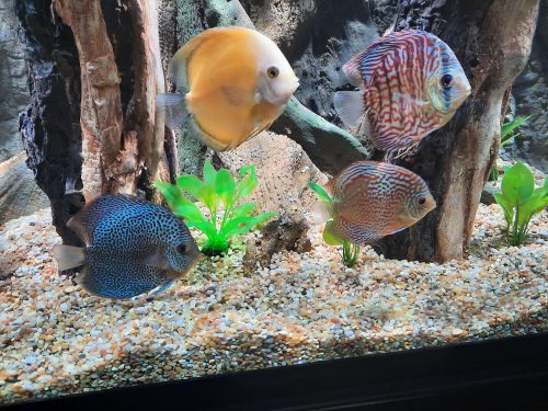 Super Eruption Discus, Blue Base photo review