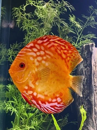 Marlboro Red Panda Discus photo review