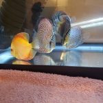 German Red Turquoise Discus, Red Base photo review