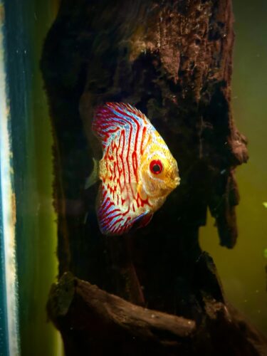 White Tiger Discus photo review