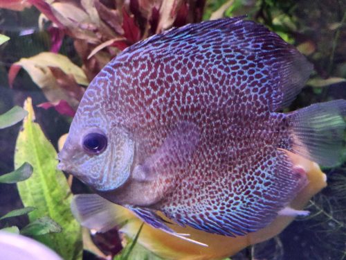 Super Eruption Discus, Blue Base photo review