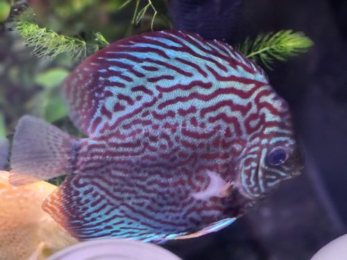 German Red Turquoise Discus, Blue Base photo review