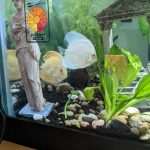 Albino Platinum Discus photo review