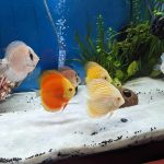 Albino Platinum Discus photo review