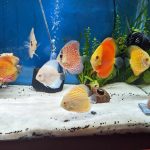 Albino Platinum Discus photo review