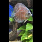 German Red Turquoise Discus, Red Base photo review