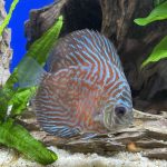 German Red Turquoise Discus, Red Base photo review