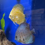 Golden Pearl Pigeon Snakeskin Discus photo review