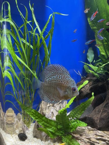 Blue Tiger Snakeskin Discus photo review