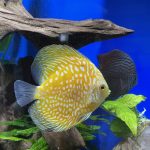 Golden Pearl Pigeon Snakeskin Discus photo review