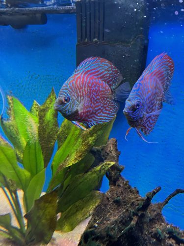 German Red Turquoise Discus, Red Base photo review