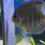 German Red Turquoise Discus, Blue Base photo review