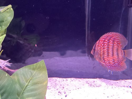 Striated Red Throwback Discus photo review