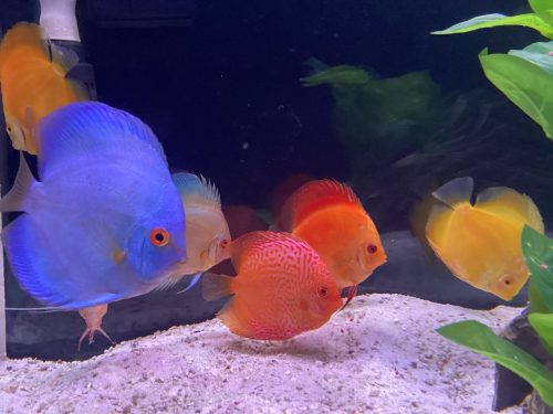 Neon Sapphire Discus photo review