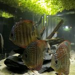 Striated Red Throwback Discus photo review