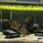 Striated Red Throwback Discus photo review