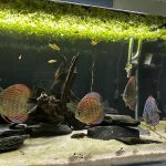 Striated Red Throwback Discus photo review