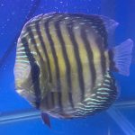 Wild Brown Iripixi Discus photo review