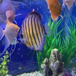 Wild Brown Iripixi Discus photo review