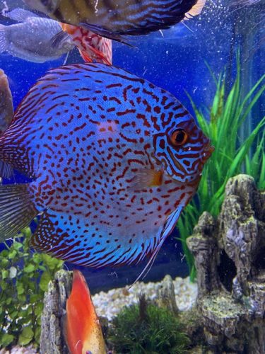 Mosaic Leopard Discus, Blue Base photo review