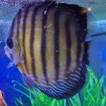 Wild Brown Iripixi Discus photo review