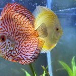 Golden Pearl Pigeon Snakeskin Discus photo review