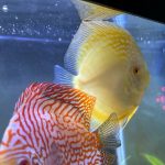 Golden Pearl Pigeon Snakeskin Discus photo review